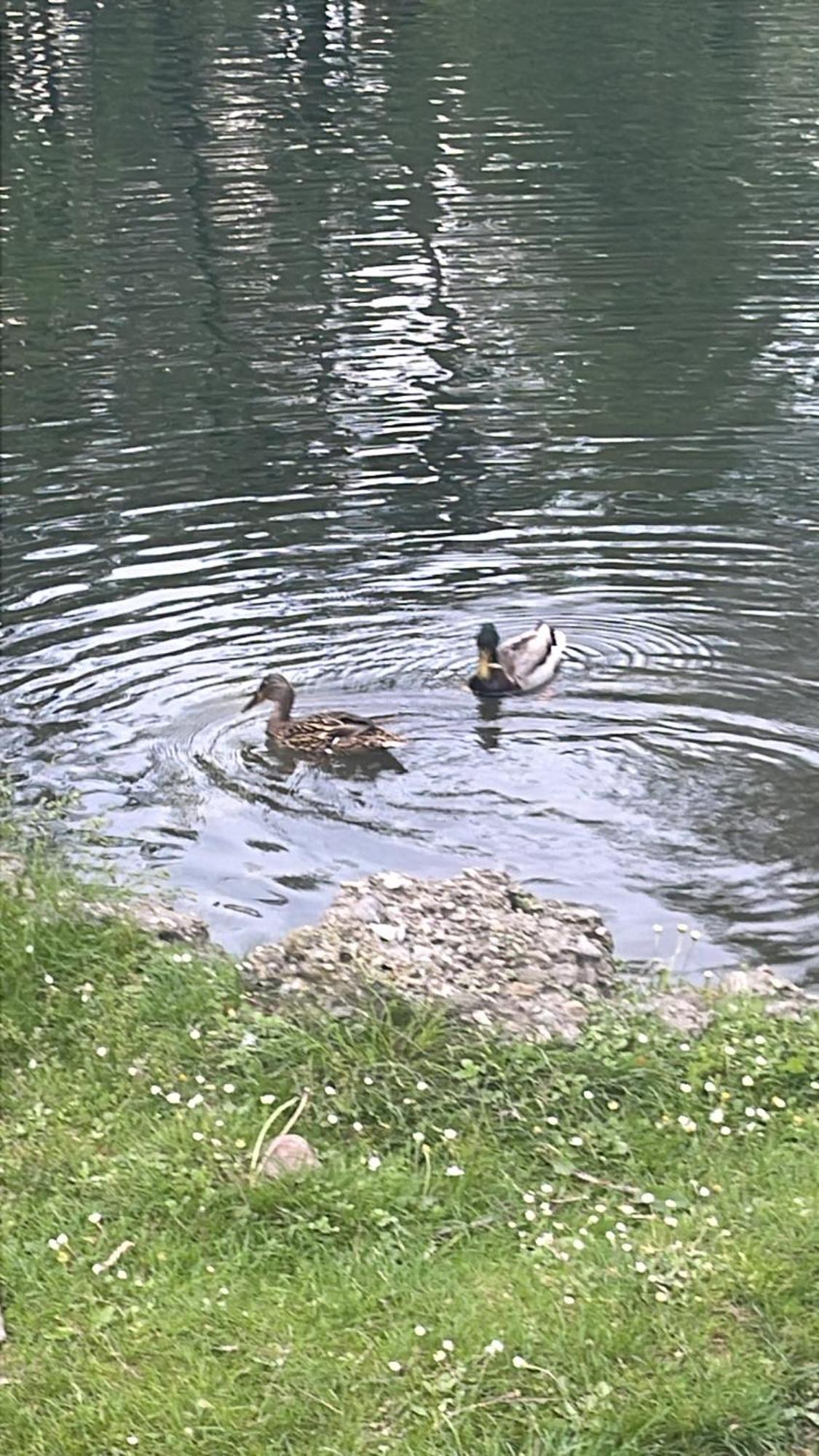 Laghi Di Como Appartamento Di Licinia E Mario Asso Exterior foto